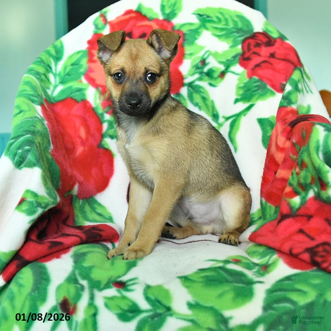 Chihuahua dogs for sale: Atlee - Ad 1