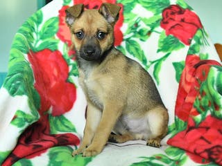 Chihuahua dogs Atlee - Ad 11