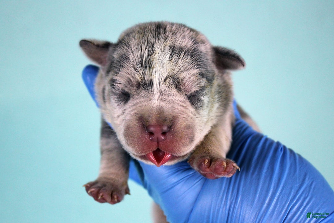 American Bully dogs for sale: Blue Merle Female - Ad 3