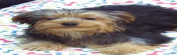 Yorkshire Terrier dogs for sale: Yorkie - Ad 3