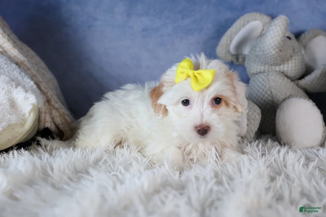 Havapoo dogs for sale: FRANNY - Ad 2