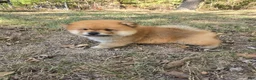 Chow Chow dogs for sale: Lil Red - Ad 5