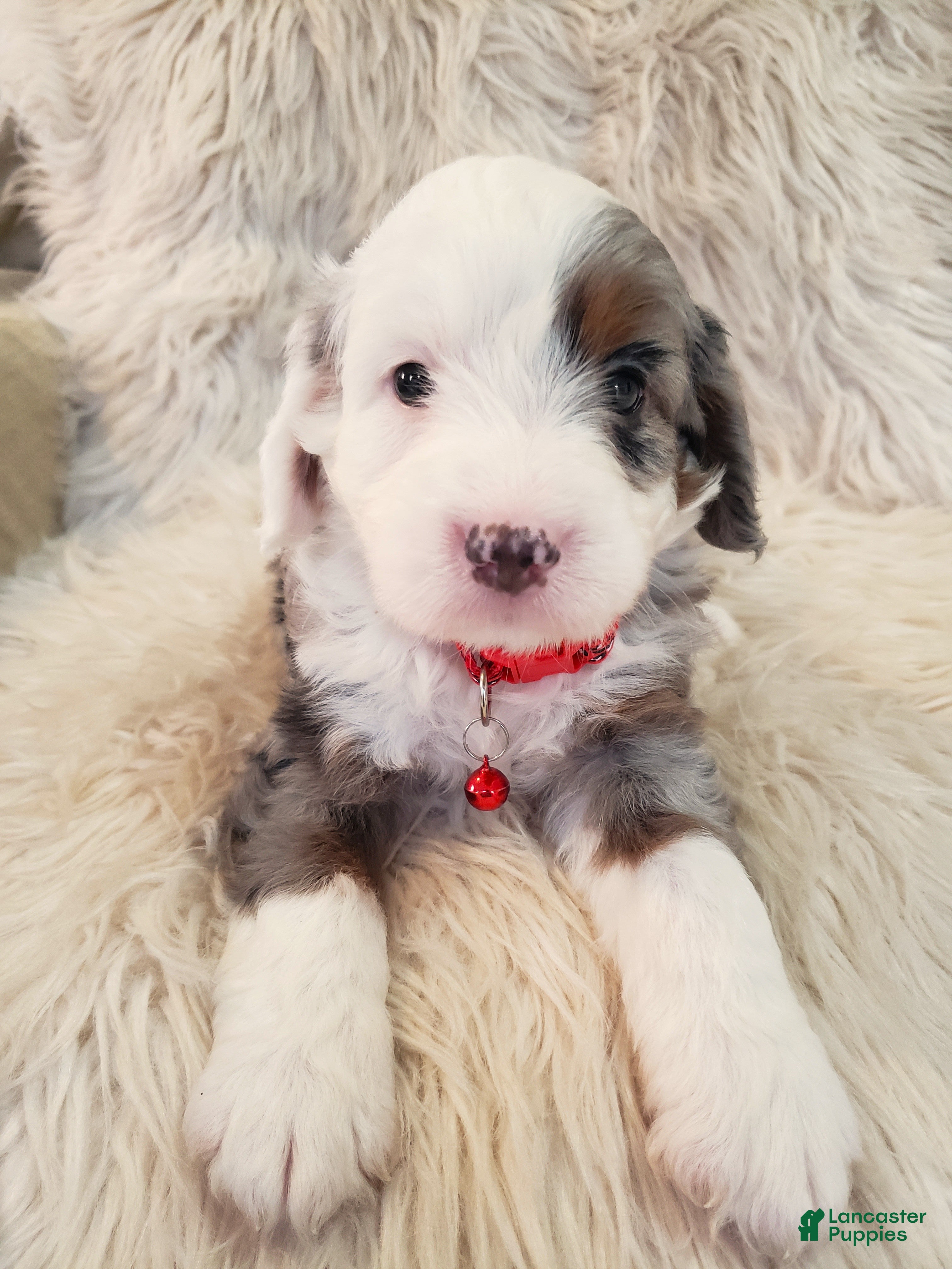 Mini Bernedoodle dogs BENTLEY - Ad 1