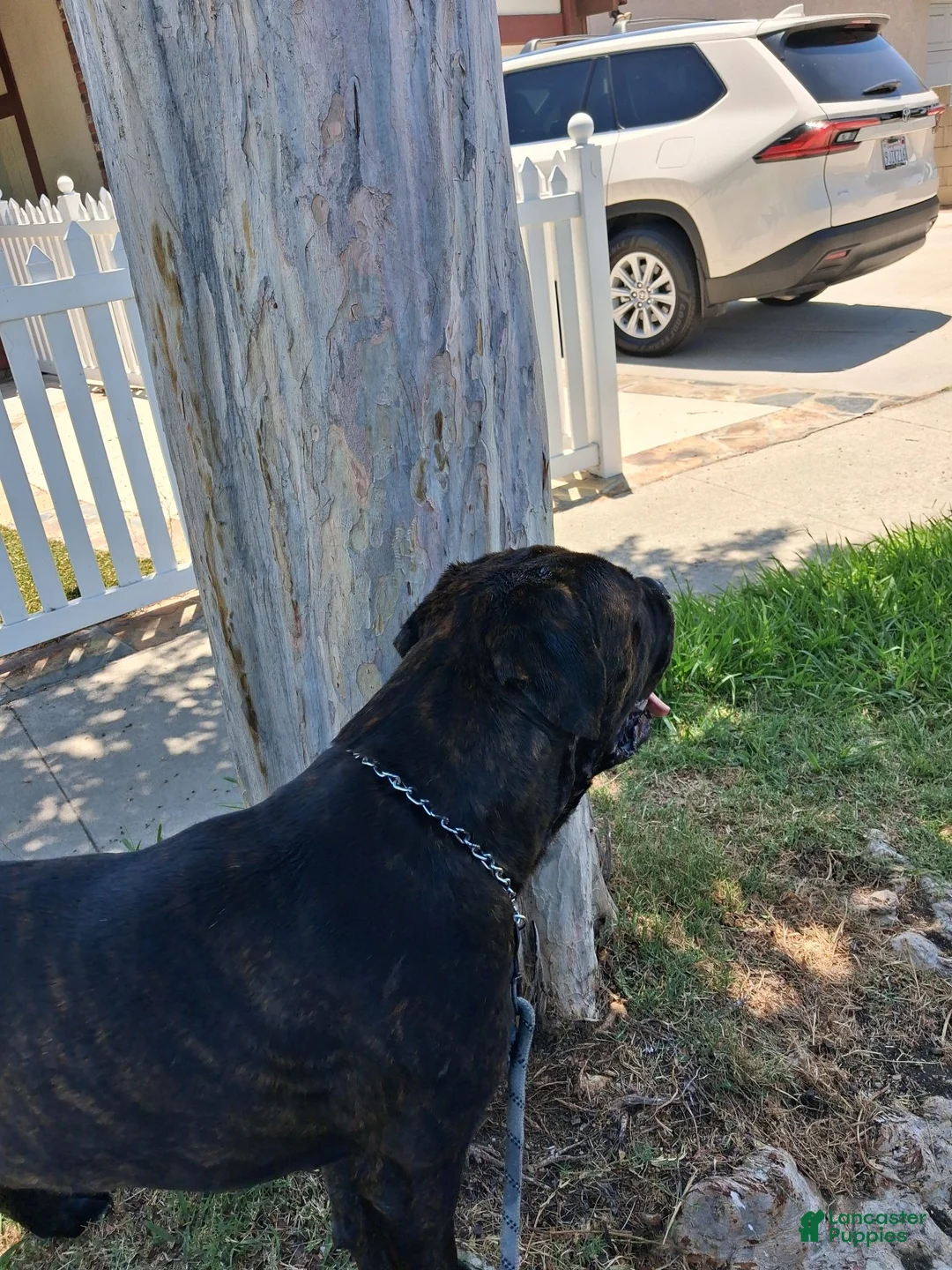 Cane Corso dogs for sale: Cane Corso 1 - Ad 5