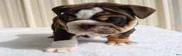 English Bulldog dogs for sale: Blaze - Ad 17