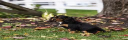 Cavalier King Charles Spaniel dogs for sale: Butch - Ad 4