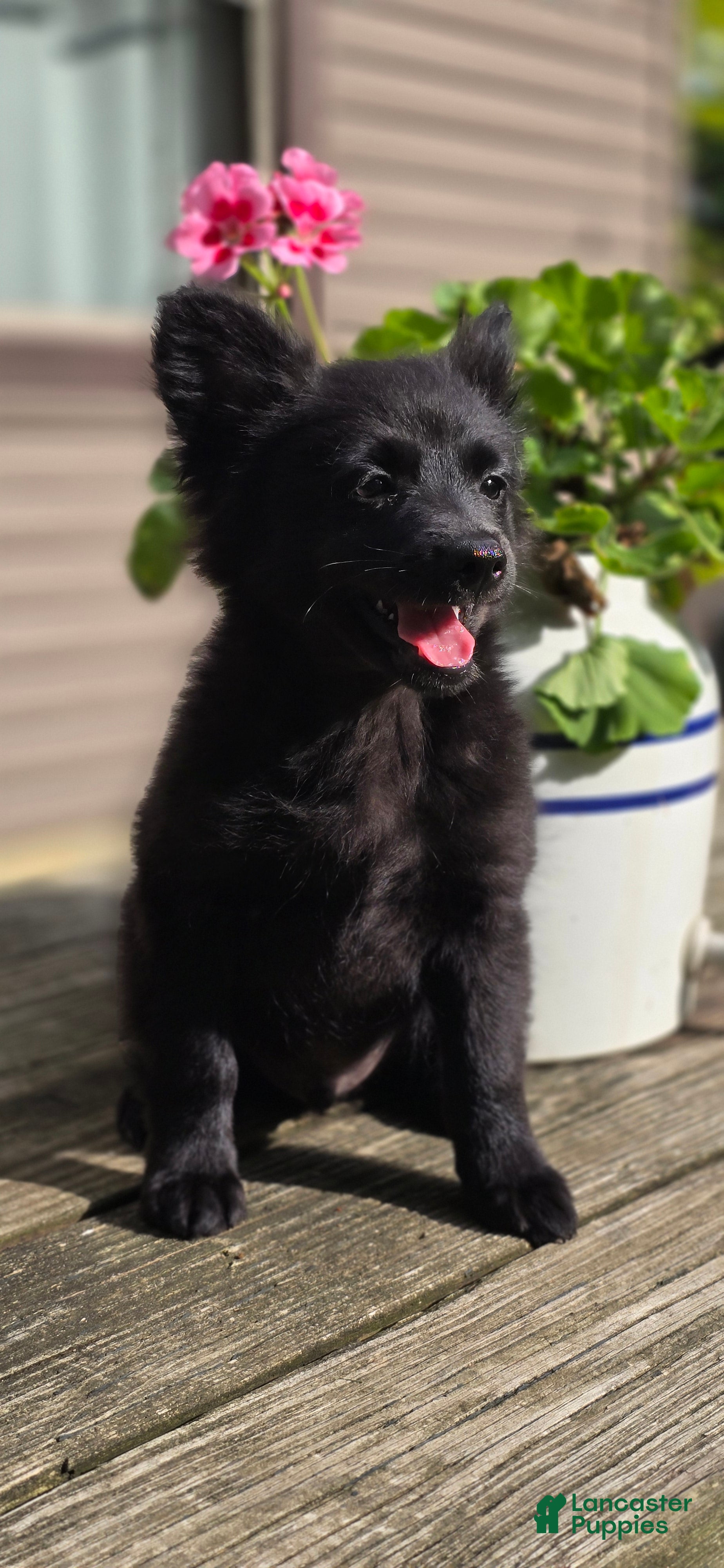 Pomapoo dogs Pomapoo 2 - Ad 1