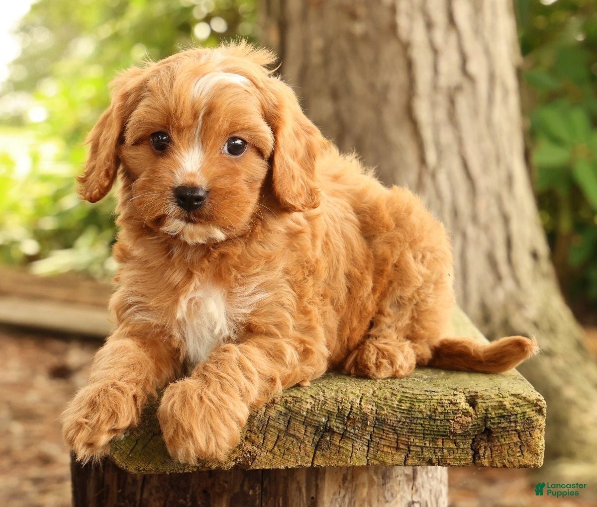 Cavapoo dogs Stella - Ad 1