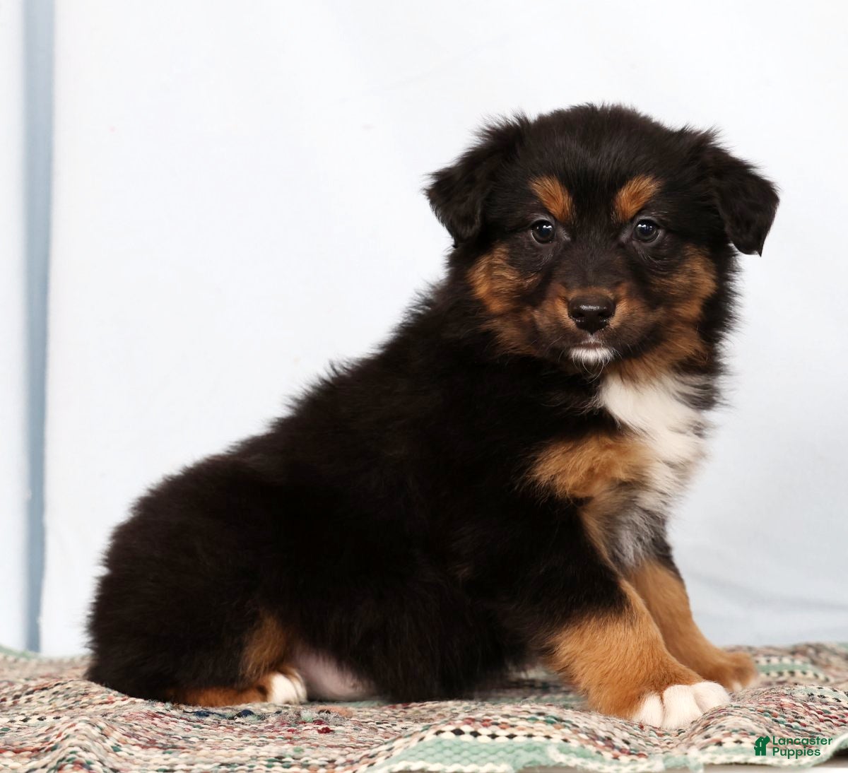 Australian Shepherd dogs Jeremy - Ad 1