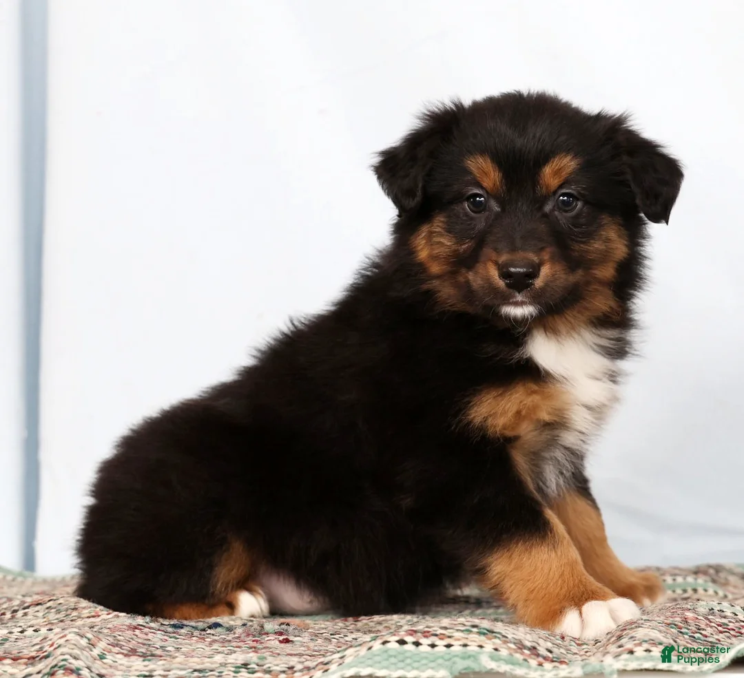 Australian Shepherd dogs for sale: Jeremy - Ad 1