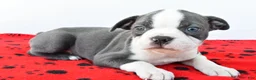 Boston Terrier dogs for sale: Remington  - Ad 4