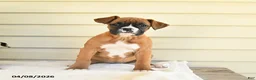 Boxer dogs for sale: Molly - Ad 2