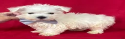 West Highland Terrier dogs for sale: West Highland Terrier 1 - Ad 1