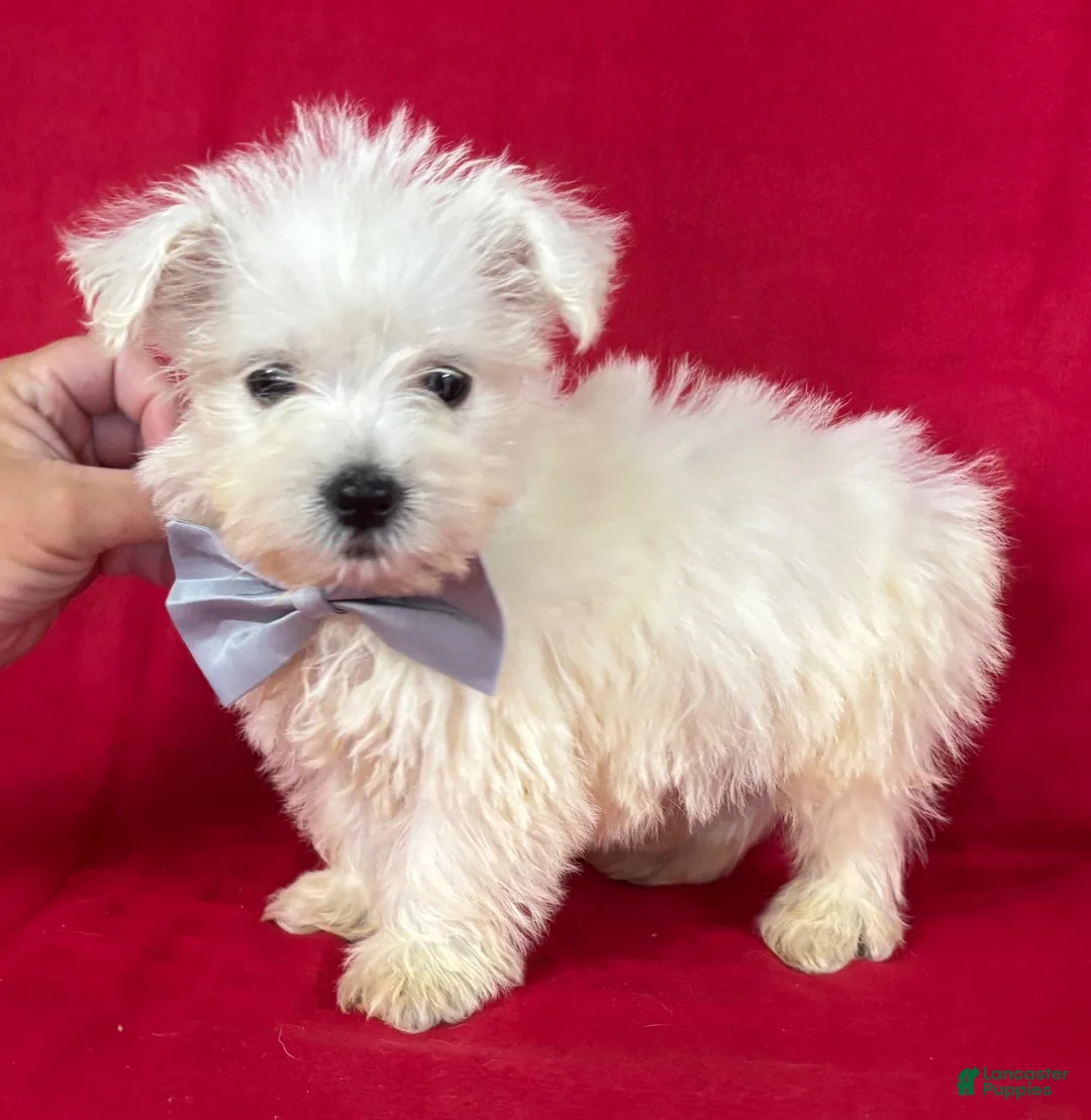 West Highland Terrier dogs for sale: West Highland Terrier 1 - Ad 1