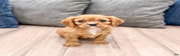 Cavalier King Charles Spaniel dogs for sale: Apollo - Ad 1