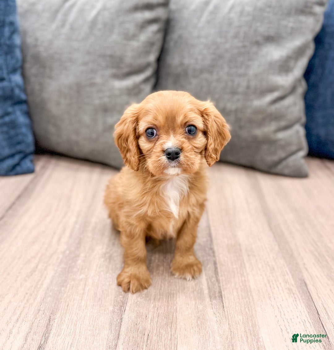 Cavalier King Charles Spaniel dogs for sale: Apollo - Ad 1