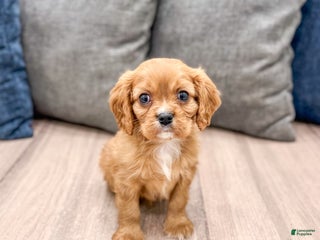 Cavalier King Charles Spaniel dogs Apollo - Ad 28