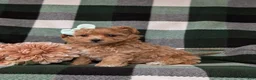 Maltipoo dogs for sale: Simone 6 lbs Full Grown - Ad 3