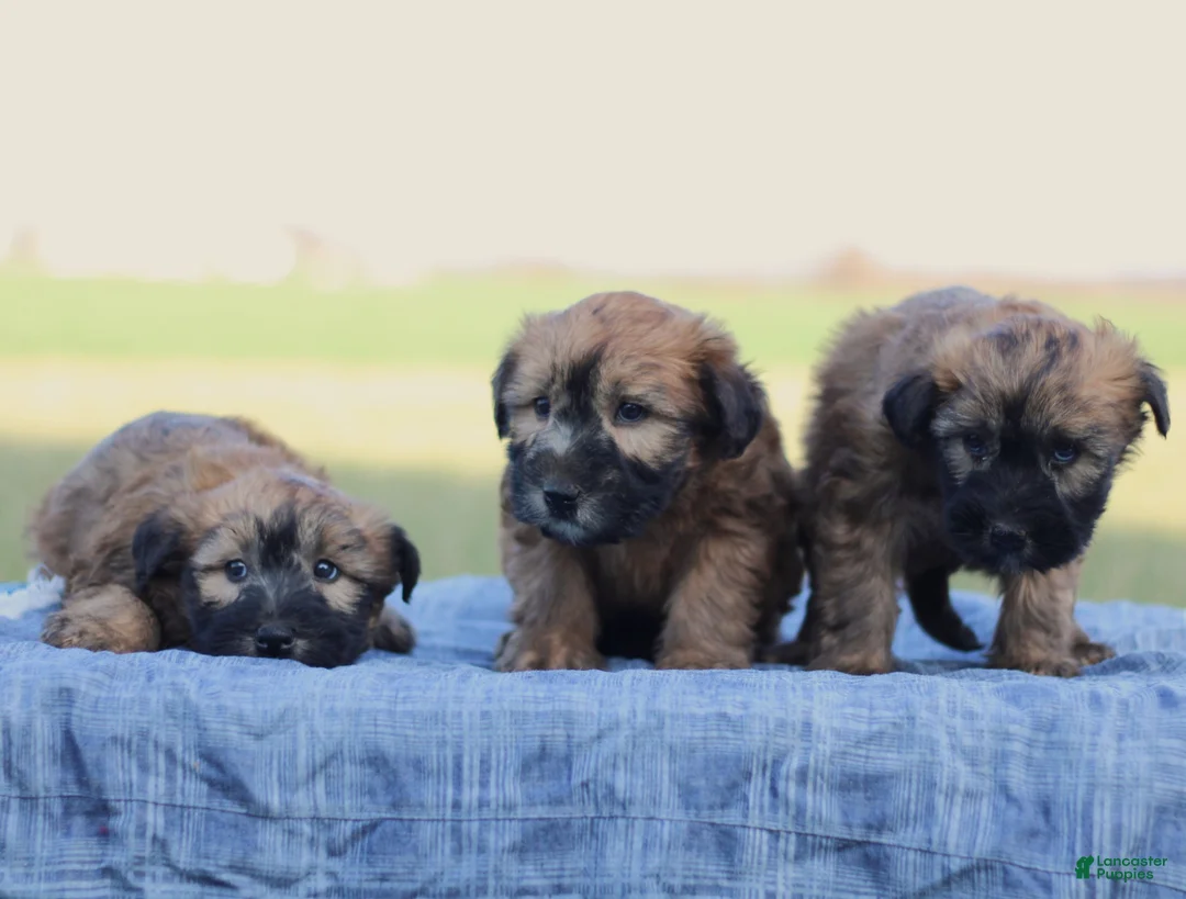 Soft Coated Wheaten Terrier dogs for sale: Grace  - Ad 4