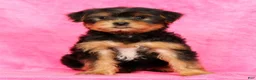 Yorkshire Terrier dogs for sale: Connor - Ad 8