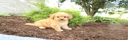 Cavapoo dogs for sale: Asher - Ad 4