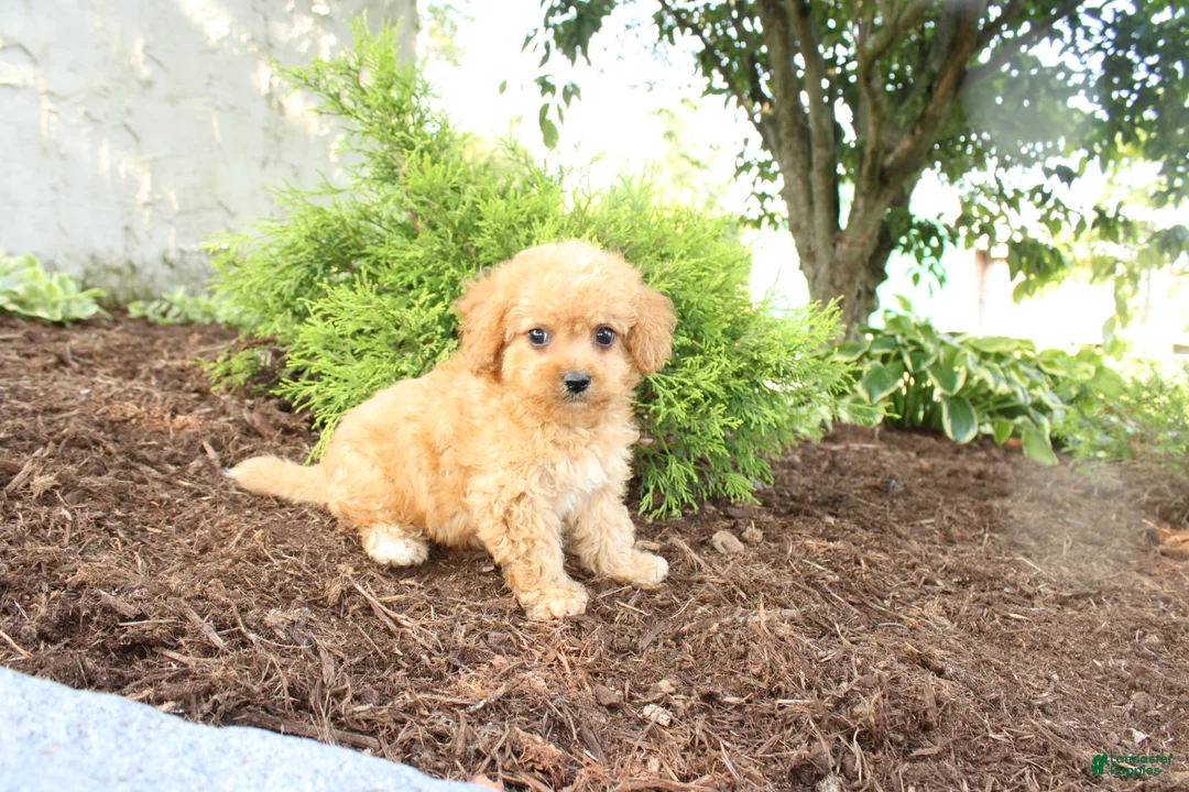 Cavapoo dogs for sale: Asher - Ad 4