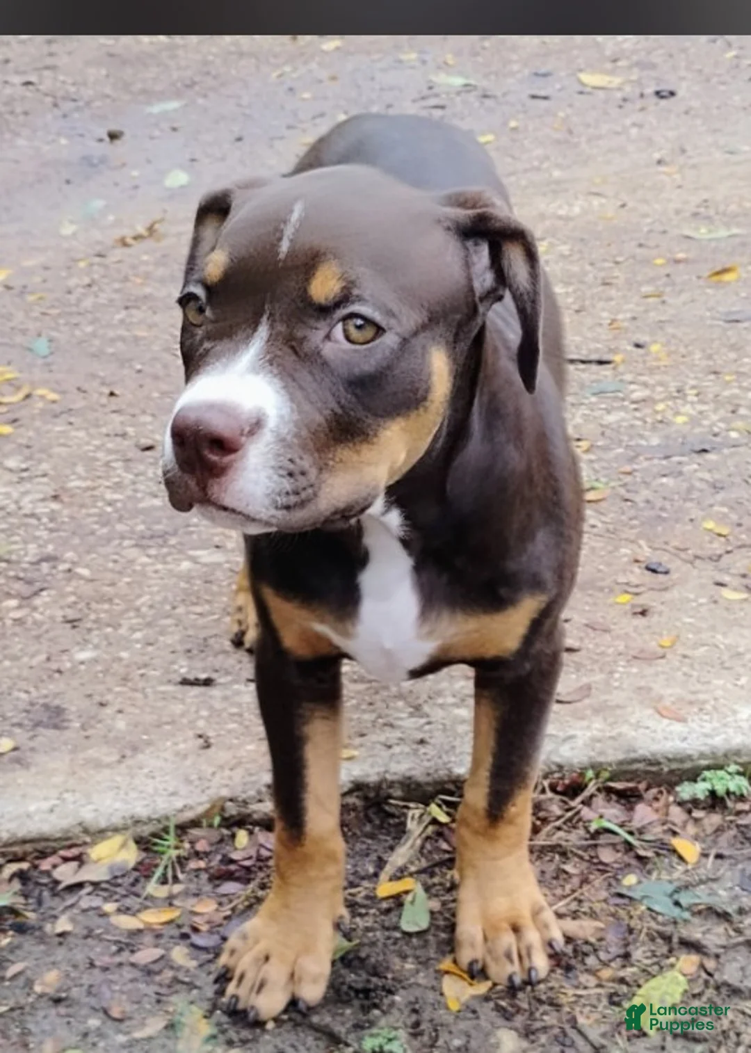 Staffordshire Bull Terrier dogs for sale: XL bully. - Ad 2