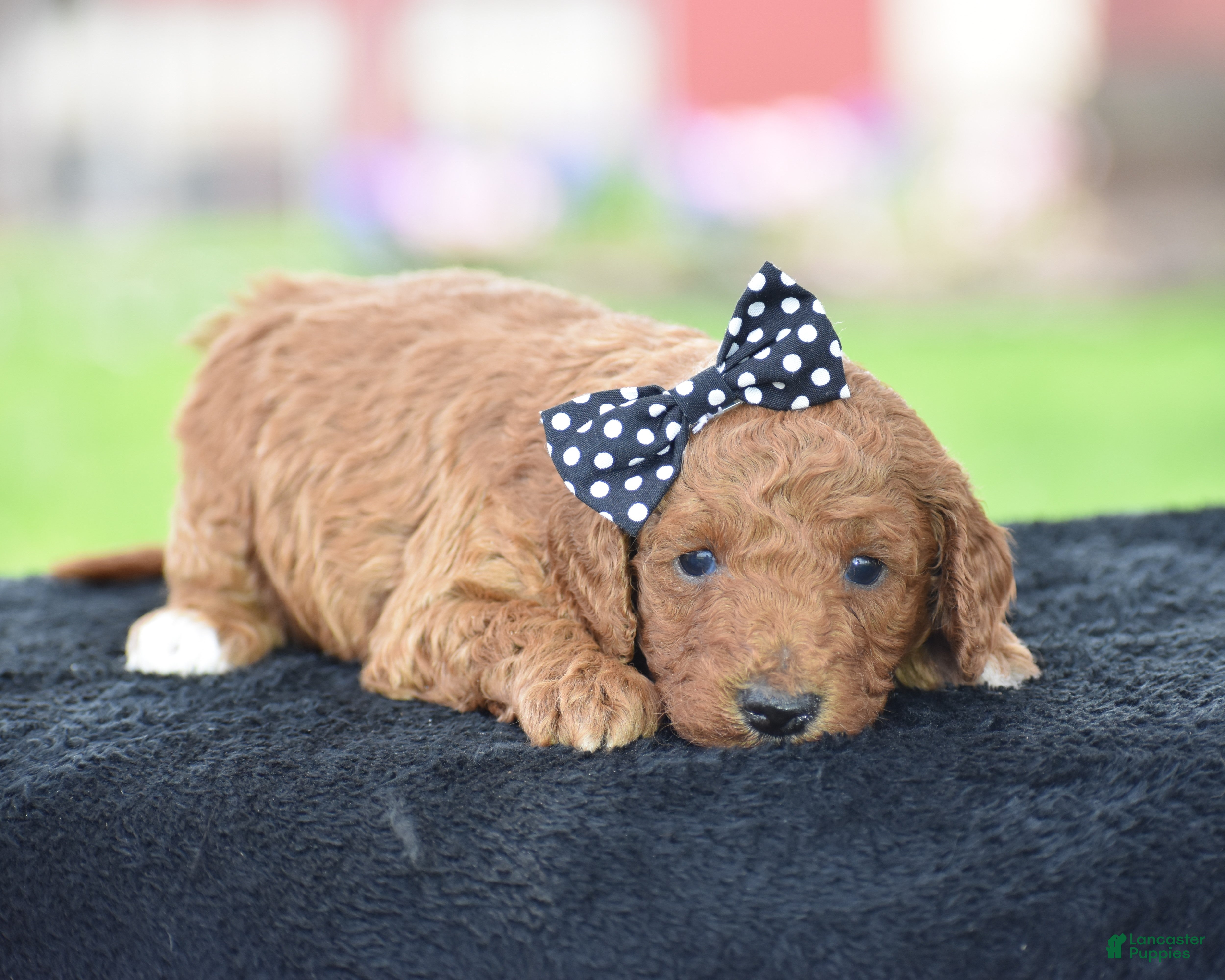 Miniature Poodle dogs Carmel - Ad 2