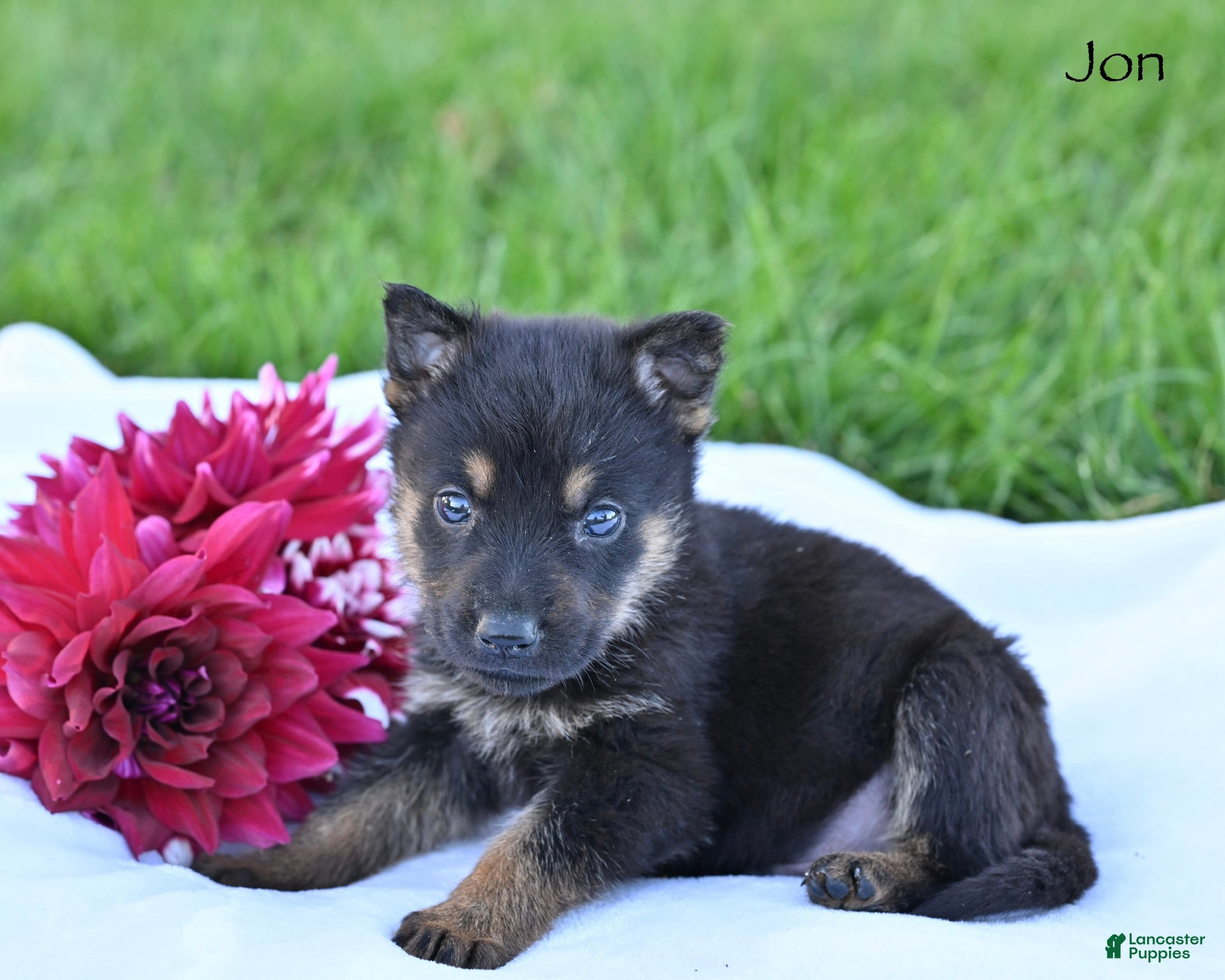 German Shepherd dogs Jon - Ad 1