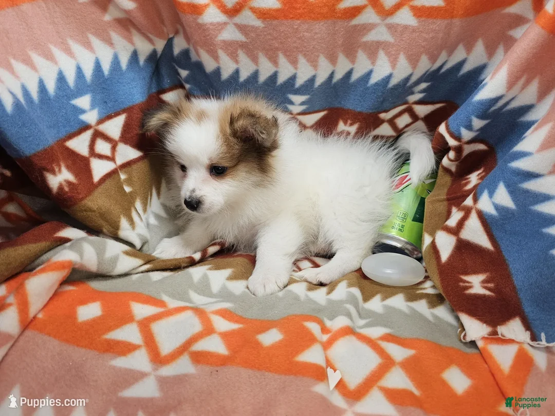 Pomeranian dogs for sale: Cadance (Female Party) - Ad 3