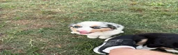 Miniature Australian Shepherd dogs for sale: Calamity - Ad 1