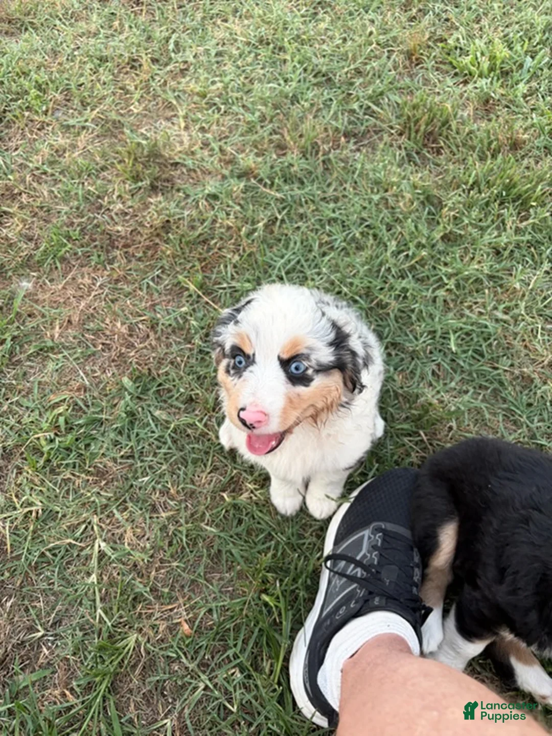 Miniature Australian Shepherd dogs for sale: Calamity - Ad 1