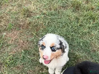 Miniature Australian Shepherd dogs Calamity - Ad 1