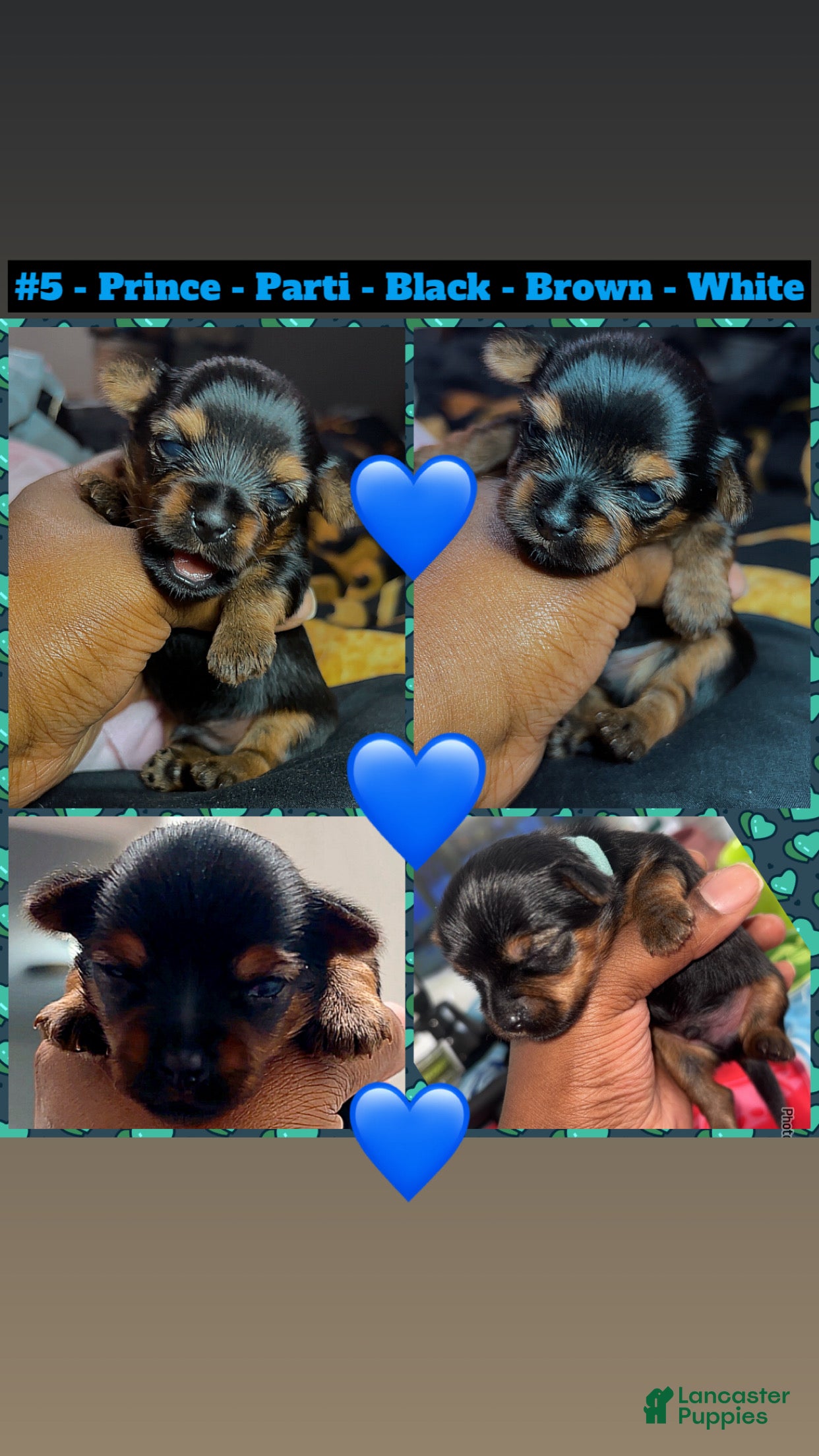 Yorkshire Terrier dogs Prince - Ad 6