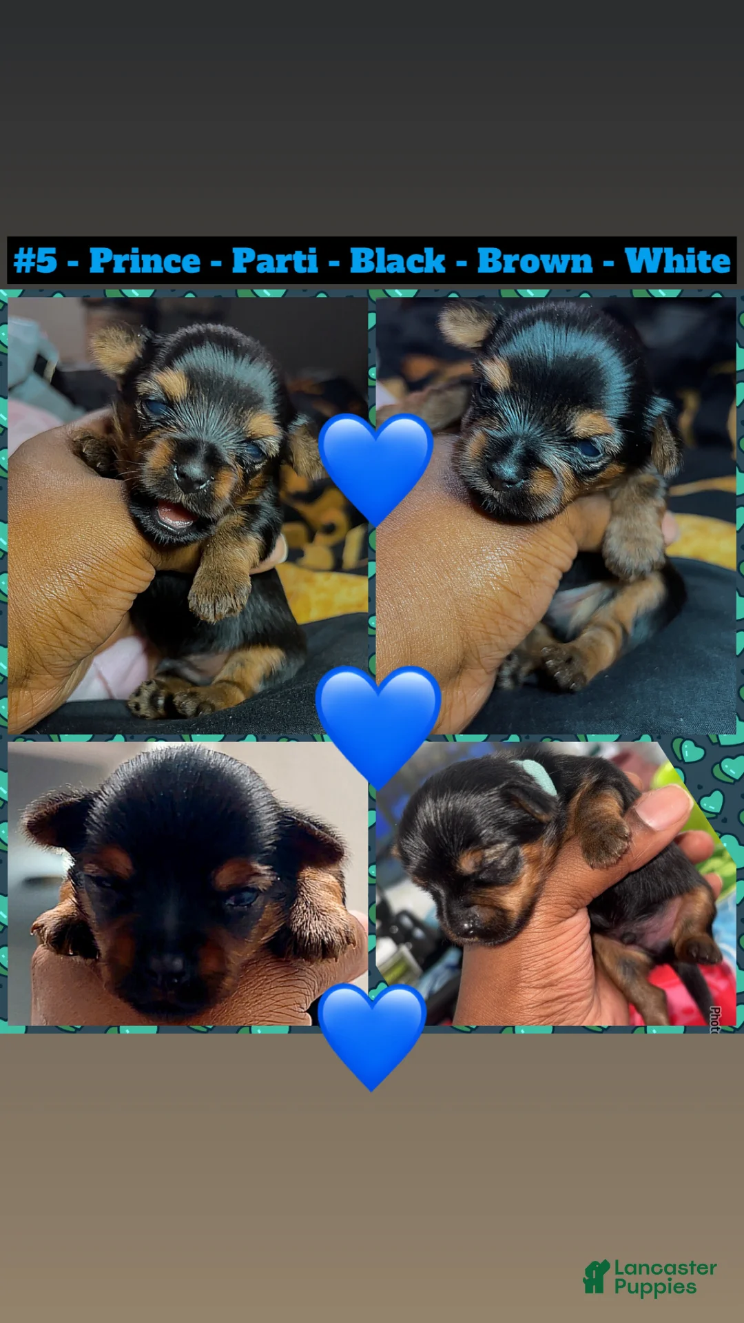 Yorkshire Terrier dogs for sale: Prince - Ad 1