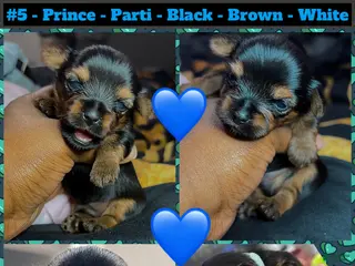 Yorkshire Terrier dogs Prince - Ad 6