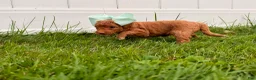Mini Goldendoodle dogs for sale: Reba - Ad 3