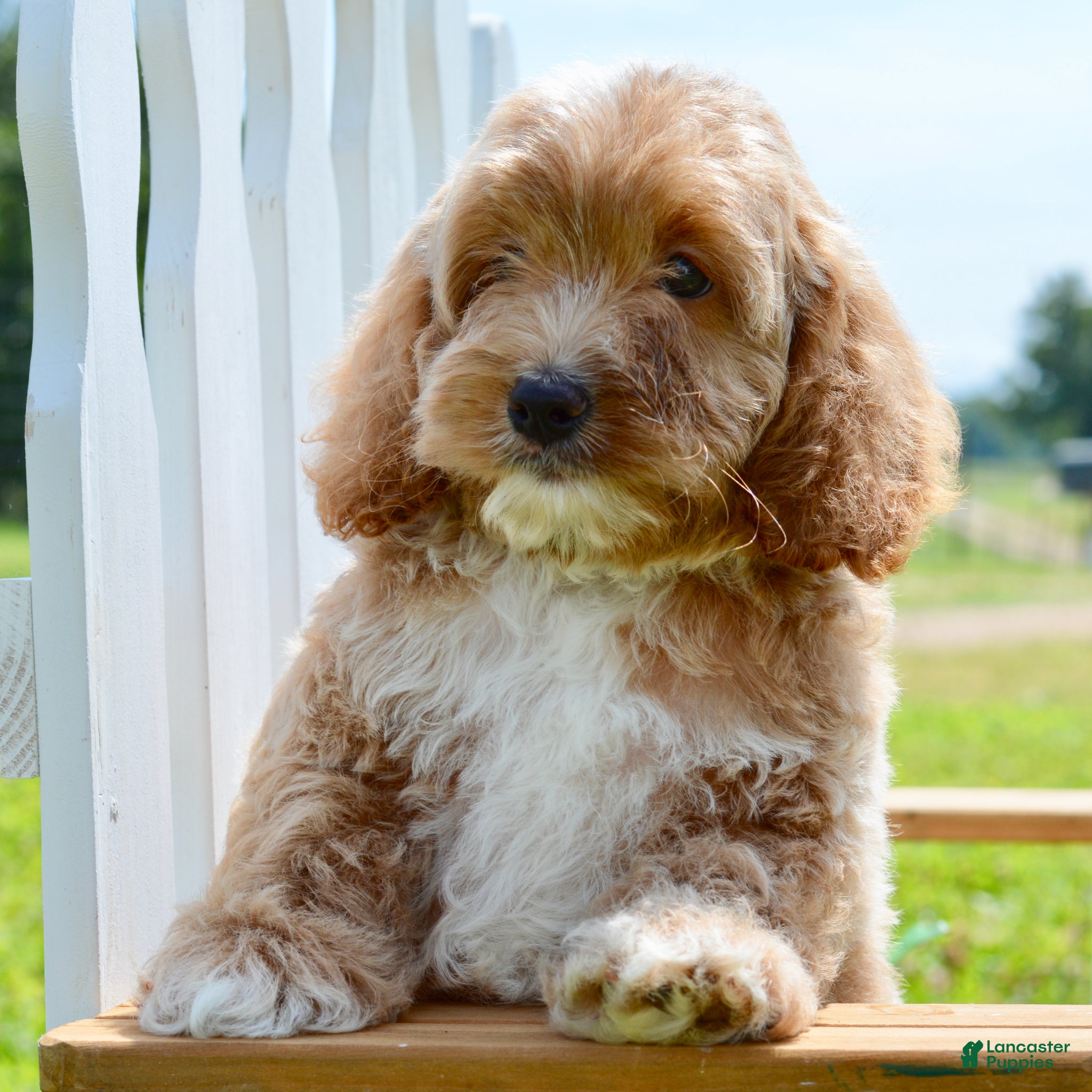 Cockapoo dogs Tim - Ad 1