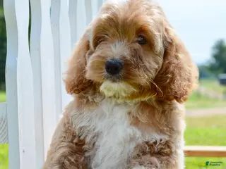 Cockapoo dogs for sale: Tim - Ad 2