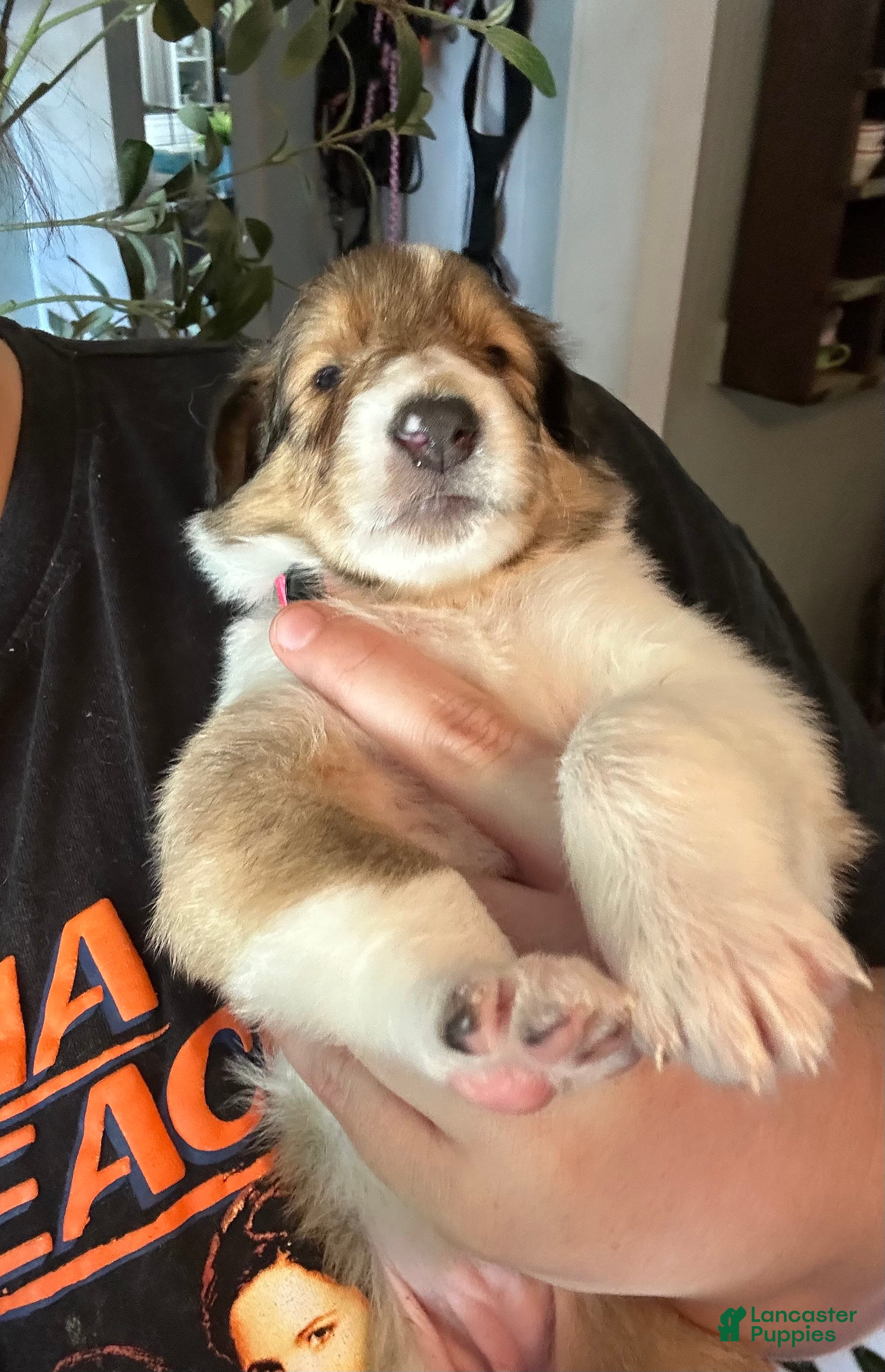 Collie dogs Annie - reserved for Barbara (VT) - Ad 1
