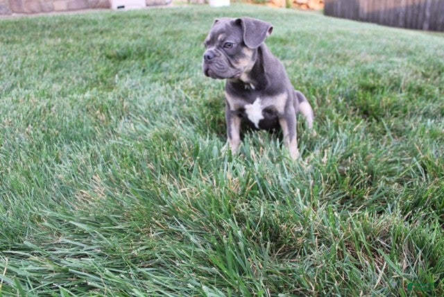 French Bulldog dogs Harry - Ad 2