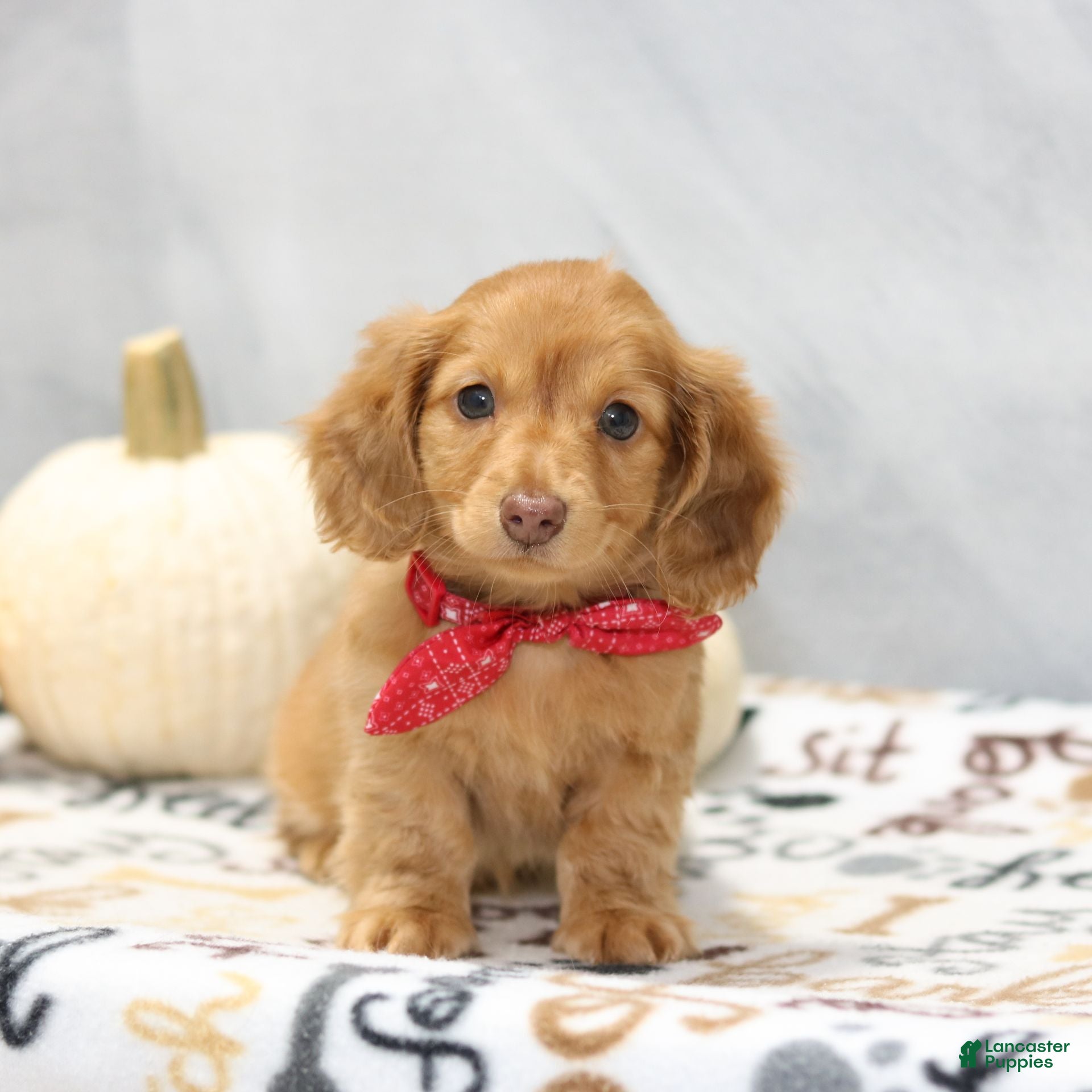 Miniature Dachshund dogs Graham  - Ad 15