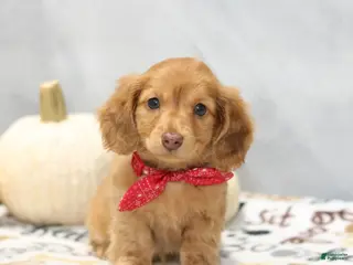 Miniature Dachshund dogs Graham - Ad 25