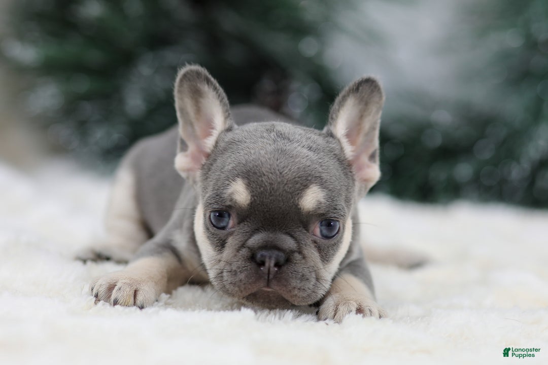 French Bulldog dogs for sale: Harper - Ad 3