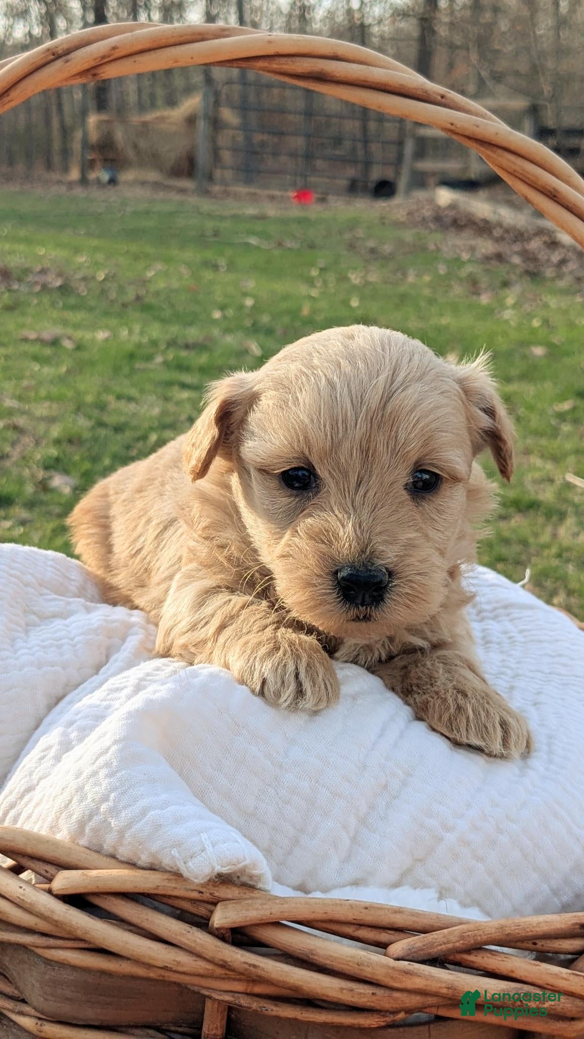 Mixed Breed dogs Hazel - Ad 1