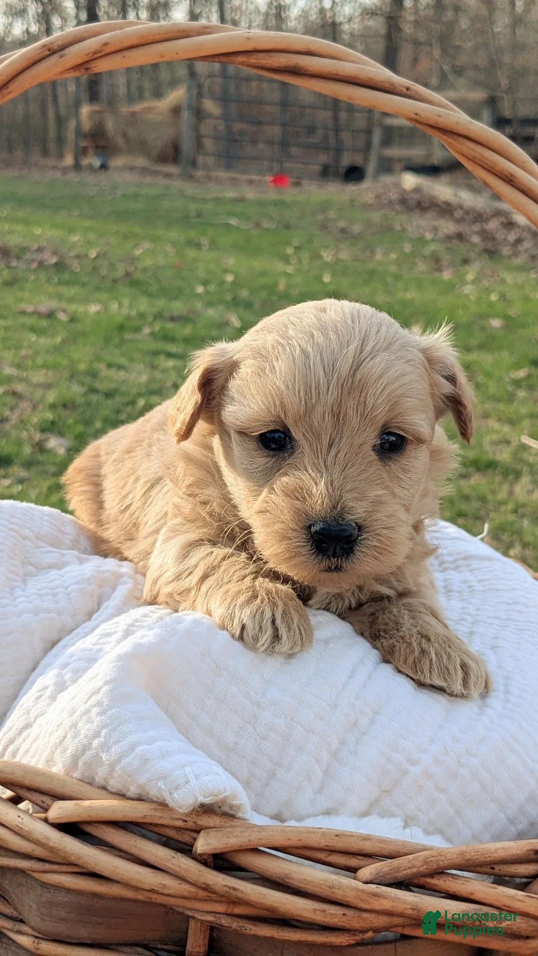 Mixed Breed dogs for sale: Hazel - Ad 1