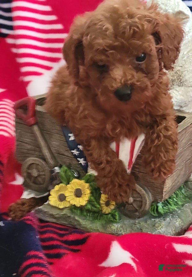 Toy Poodle dogs for sale: Copper - Ad 3