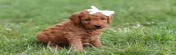 Mini Goldendoodle dogs for sale: Tasha - Ad 4