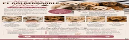 Mini Goldendoodle dogs for sale: Mini Goldendoodle -Lady MAY - Ad 5