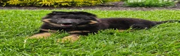 German Shepherd dogs for sale: Christy - Ad 7